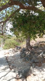canh dep - dao bich dam nha trang - bich dam - nha trang booking - bien dao nha trang (501).jpg