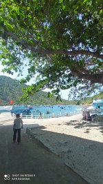 cay bang di san  -dao bich dam nha trang - bich dam - nha trang booking - bien dao nha trang ...jpeg
