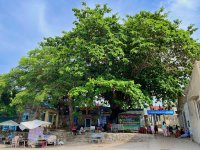 cay bang di san  -dao bich dam nha trang - bich dam - nha trang booking - bien dao nha trang (0).jpg
