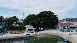 cay bang di san  -dao bich dam nha trang - bich dam - nha trang booking - bien dao nha trang (...jpg