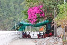 hoa giay -dao bich dam nha trang - nha trang booking (01).jpg