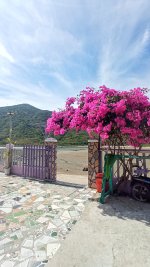 hoa giay -dao bich dam nha trang - nha trang booking (1).jpeg