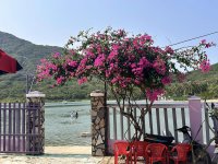 hoa giay -dao bich dam nha trang - nha trang booking (8).jpg