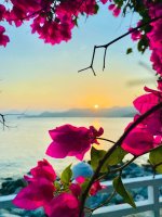 hoa giay -dao bich dam nha trang - nha trang booking (10).jpg