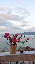 hoa giay -dao bich dam nha trang - nha trang booking (11).jpg