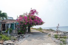 hoa giay -dao bich dam nha trang - nha trang booking (13).jpg