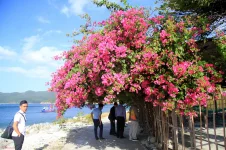hoa giay - dao bich dam nha trang - daobichdam (1).webp