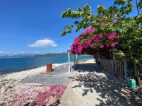 hoa giay - dao bich dam nha trang - daobichdam (10).webp