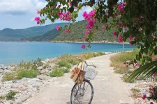 hoa giay - dao bich dam nha trang - daobichdam (17).webp