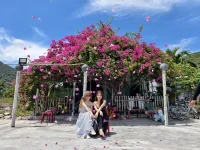 hoa giay - dao bich dam nha trang - daobichdam (23).webp