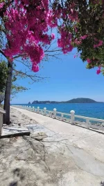 hoa giay - dao bich dam nha trang - daobichdam (25).webp