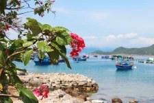 hoa giay - dao bich dam nha trang - daobichdam (26).webp