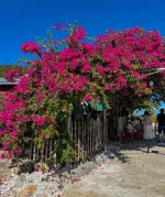 hoa giay - dao bich dam nha trang - daobichdam (29).webp