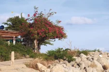 hoa giay - dao bich dam nha trang - daobichdam (30).webp