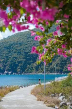 hoa giay - dao bich dam nha trang - daobichdam (34).webp