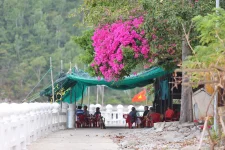 hoa giay - dao bich dam nha trang - daobichdam (35).webp