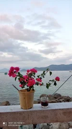 hoa giay - dao bich dam nha trang - daobichdam (37).webp