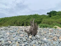 bai da trung (bai da trai) - dao bich dam nha trang - bich dam - nha trang booking - bien dao...webp
