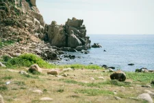 bai de - dao bich dam nha trang - dao bich dam - nha trang booking (10).webp