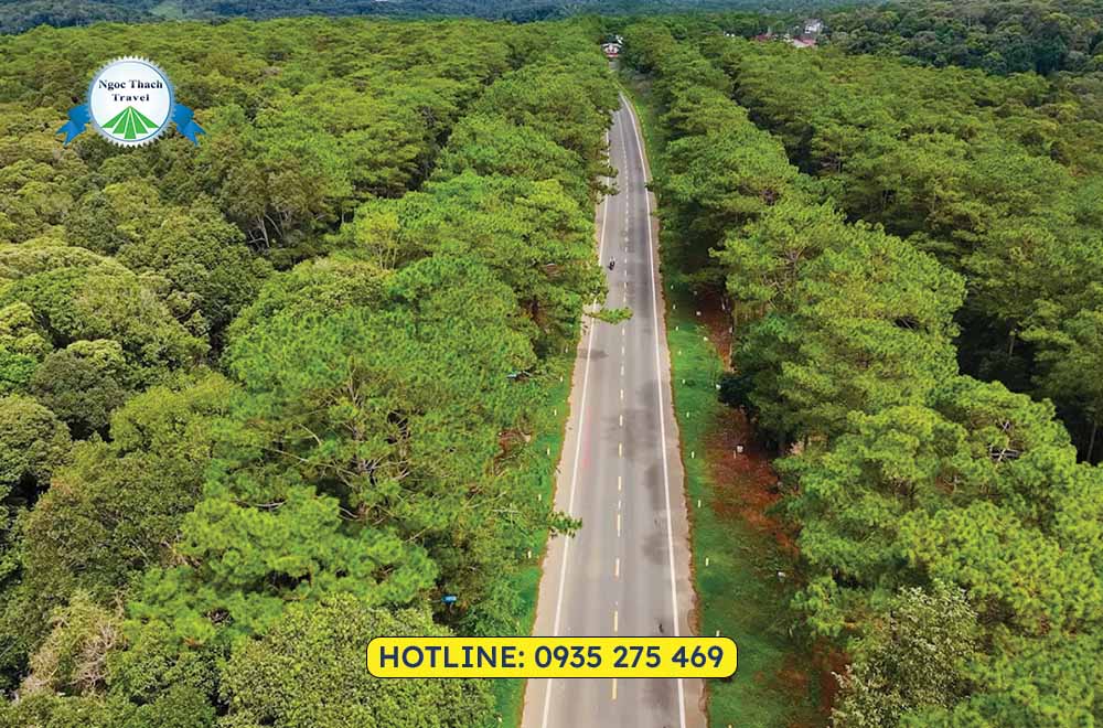 Rừng Thông Măng Đen: Vẻ Đẹp Bình Yên Giữa Núi Rừng Cao Nguyên