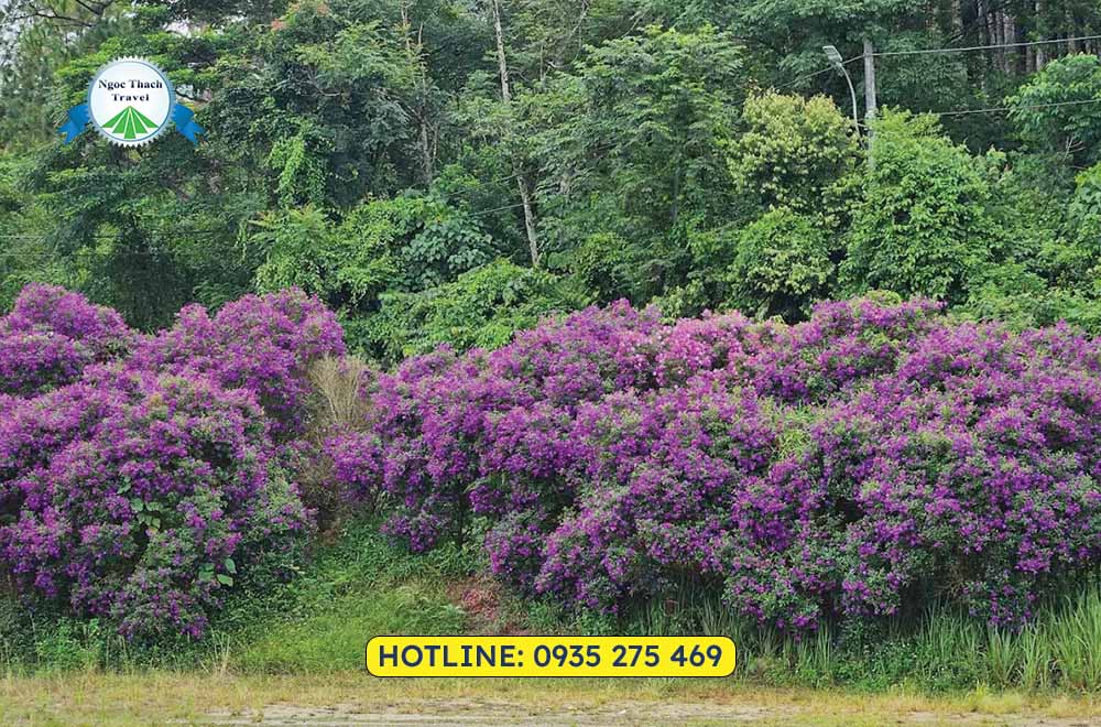 Mùa hoa tím mộng nở rực giữa rừng núi Măng Đen, tạo nên khung cảnh lãng mạn và yên bình.